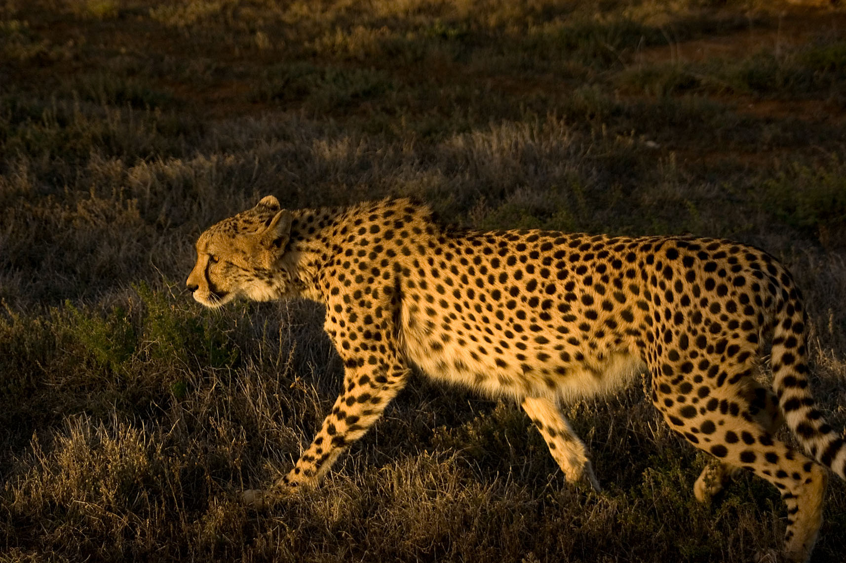 Animals from Botswana-295.jpg