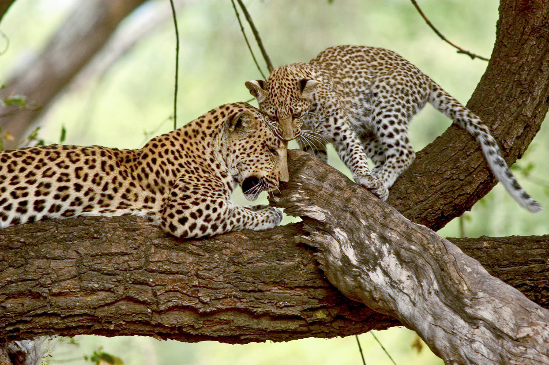 Animals from Botswana-51.jpg