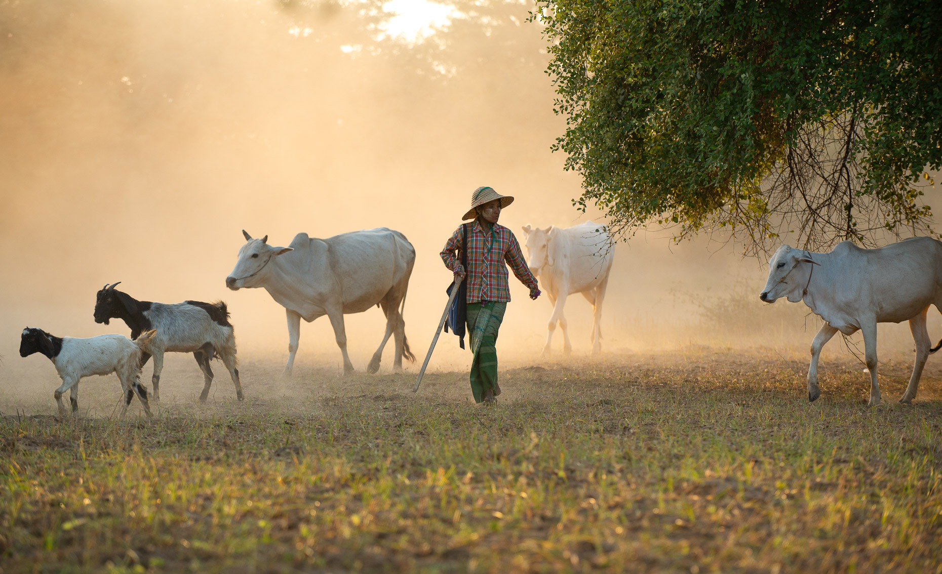 Herder- Myanmar