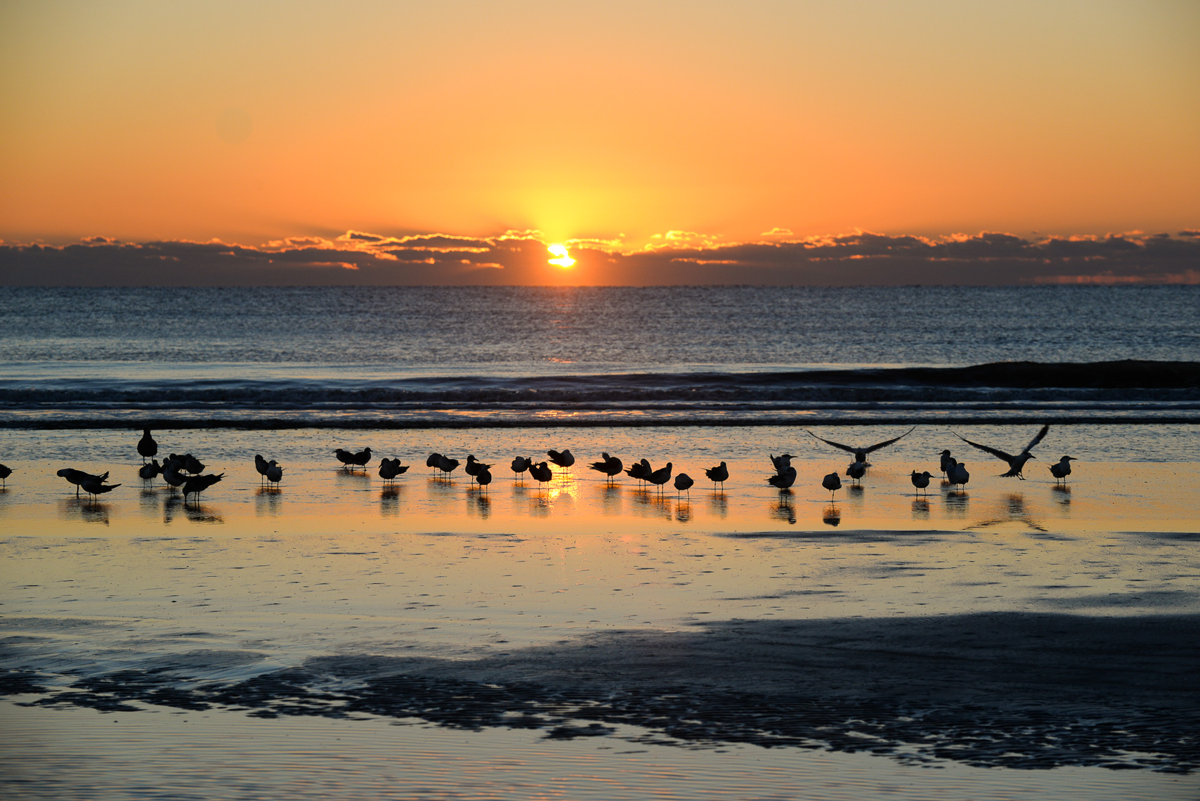 TP_1-134.  Sunrise with Seagulls-  Cumberland Island, USA 