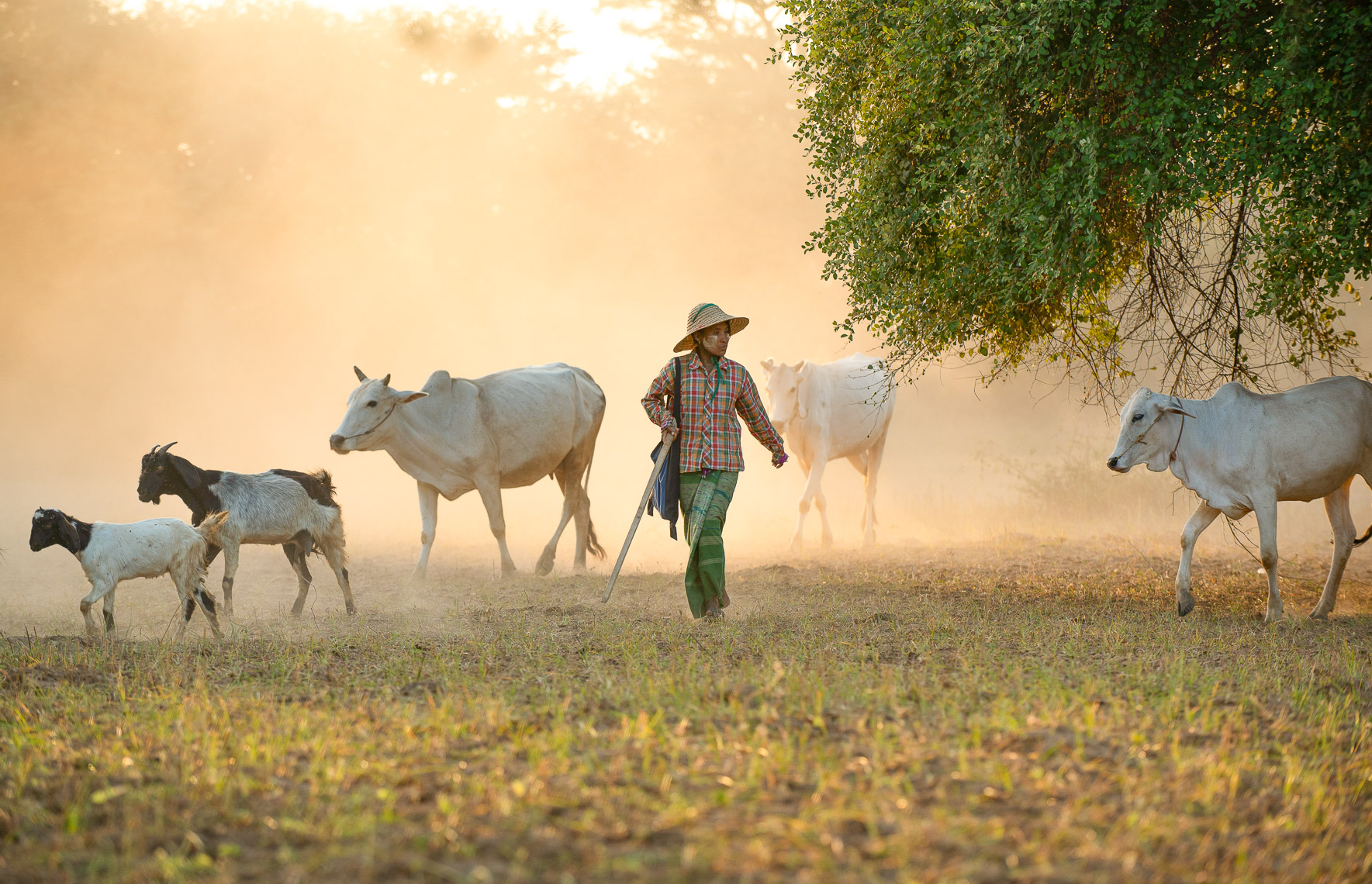  Myanmar Herder