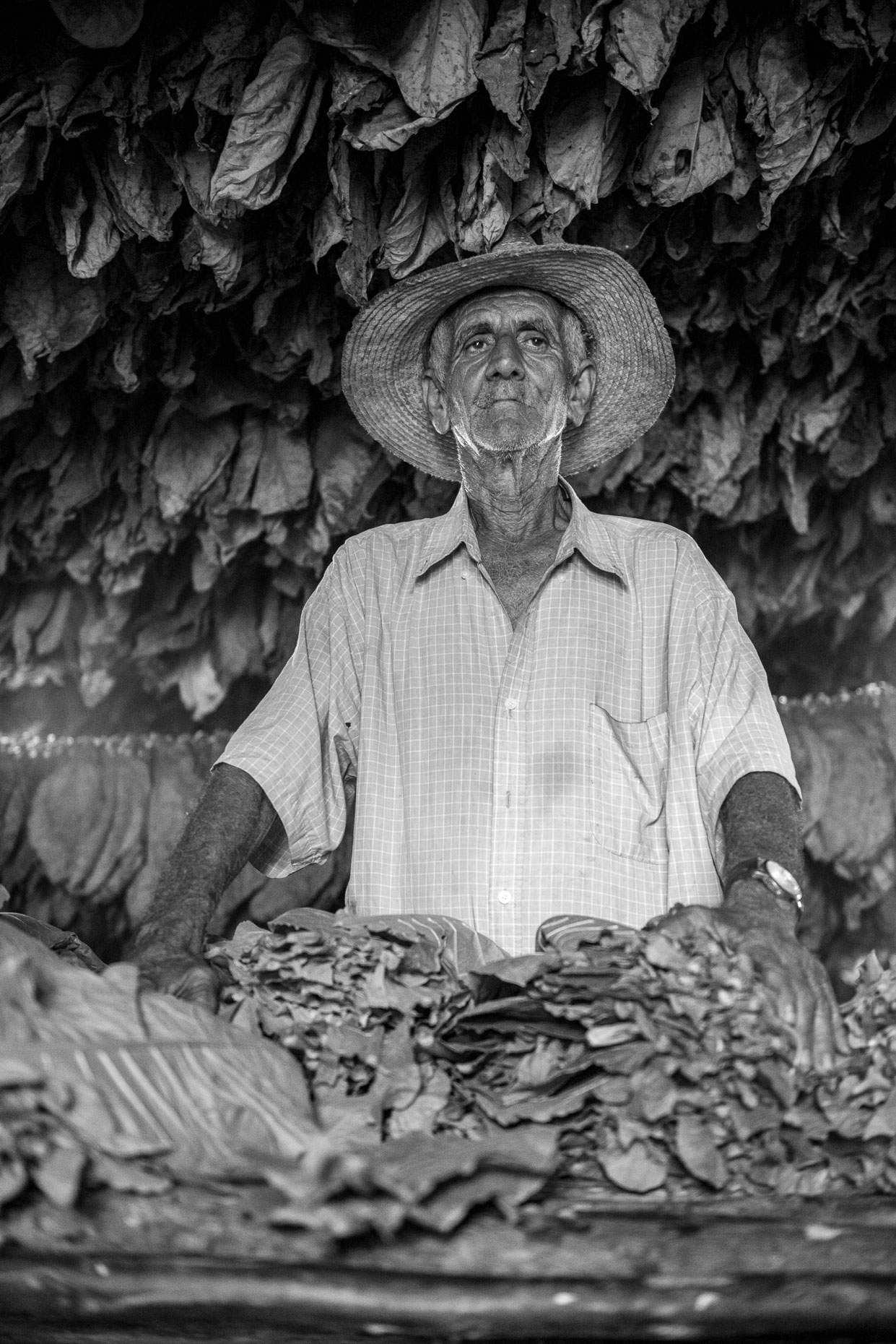 Tabacco Farmer- Cuba