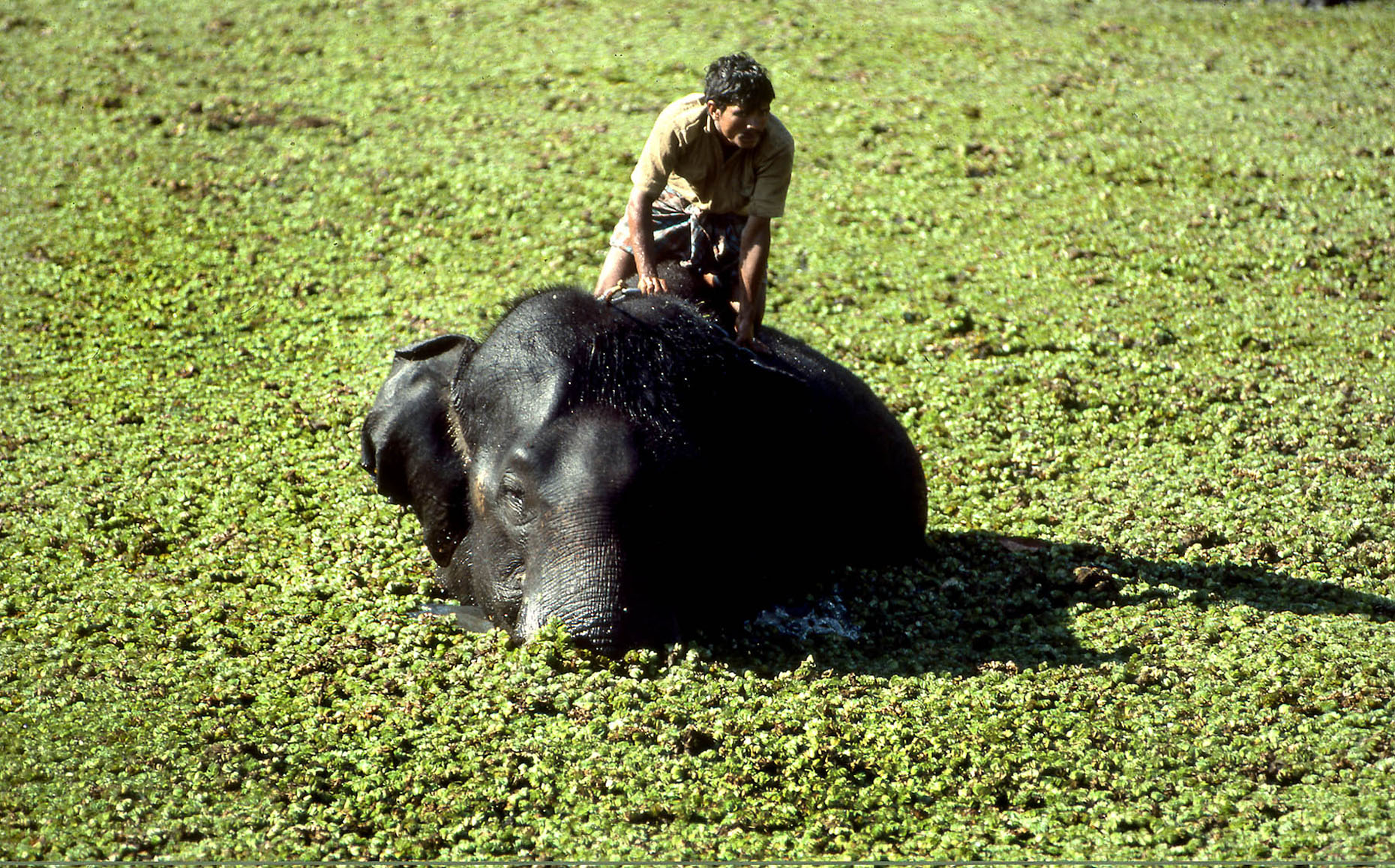 TP_ 1-201 Elephant Bath,  Kerala, India